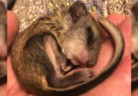 Tropical Storm Florence: Dog helps displaced baby squirrel find shelter