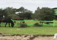 How the horses in Corolla fared during Hurricane Florence