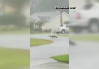 Alligator spotted walking around Myrtle Beach after Florence