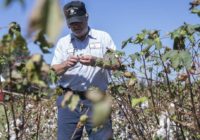 Cotton, soybeans and even hemp decimated by Florence. Here’s what it will cost SC.