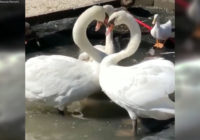 Swans rescued from path of Hurricane Florence make a new friend