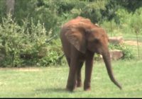 North Carolina Zoo offers free admission for Florence evacuees