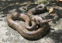 Florence’s rains flushed snakes out of their homes