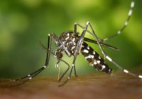 Emergency mosquito spraying after Florence underway in southeastern NC