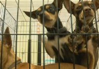 Pender Co. Animal Shelter littered with critters from Florence's floodwaters