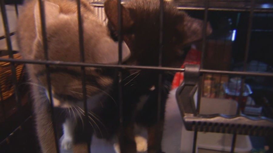 Hedges took in 27 dogs and cats during Florence, housing them in a warehouse in the Rosewood community that she was in the process of converting into a shelter.  (Source: WNCN)