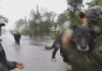 Dogs, cats need rescuing from Carteret County Humane Society due to Florence flooding