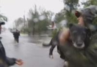 WATCH: Dogs, cats rescued in Jacksonville during Hurricane Florence