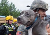 Donations needed for animals displaced by Hurricane Florence