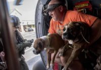 Wayne County woman arrested after helping animals survive Florence