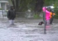 VIDEO: Dog rescued from hurricane flooding