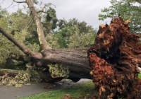 Hurricane Florence knocks out power, majestic oak in Hillsborough