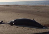 Hurricane Florence brings whale ashore on Caswell Beach