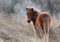 Some of NC’s wild horses weathered Florence fine. Others still aren’t accounted for yet.