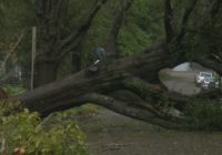 Cleanup effort begins as trees litter roads after Florence