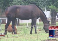 Volunteers help animal farm affected by Florence