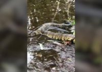 NC firefighter thought he saw gator in hurricane flood waters. It was venomous snakes