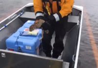 California crew rescues rabbit stranded by Hurricane Florence