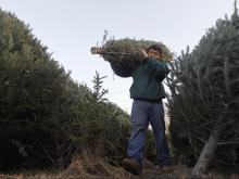 Christmas_Tree_Supply_11426