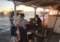 Texas oyster season opens