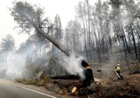 These forests in the West might start vanishing entirely after wildfires, study says