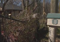 Person purposely cut down tree that damaged homes, power lines, police say