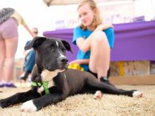 NCSU Vet school open house