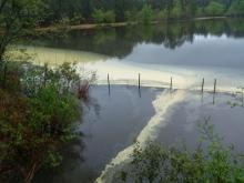 Pollen on pond