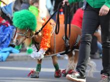 St. Patrick's Day Parade Raleigh (March 16, 2019)