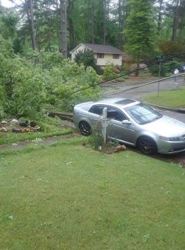 Fallen tree in Raleigh