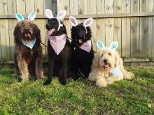 Pets celebrate Easter