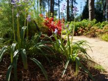 WRAL Azalea Gardens 2019 