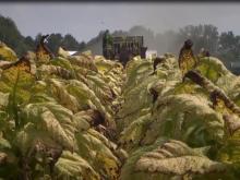 Farmers struggle but are thankful after Hurricane Florence