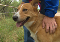 Dog ditched near flooding drainage ditch needs a home