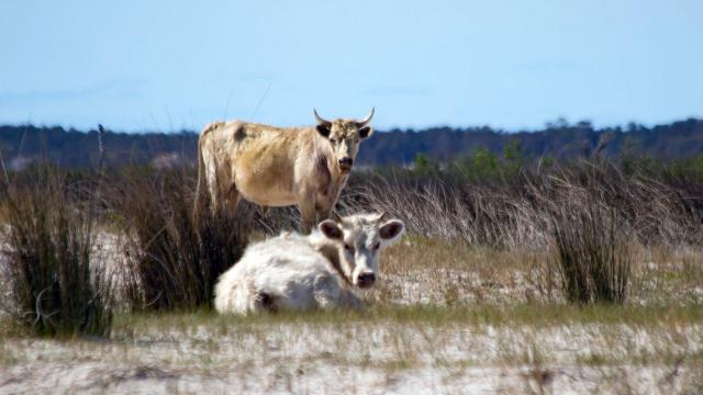 Cows on Outer Banks