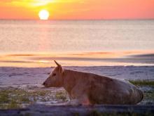 Cows on Outer Banks