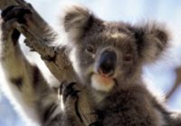 Houston Zoo donates $5,000 to help Australian animals hurt by wildfires