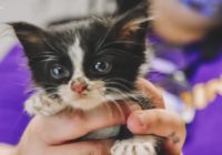 Animals sheltered from Hurricane Laura