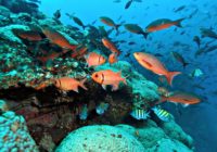 Flooding From Hurricane Harvey Polluted Coral Reefs More Than 100 Miles Offshore