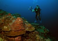 When it floods in Houston, coral reefs pay