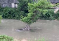 As flooding risk continues, San Antonio-area park officials caution against tubing