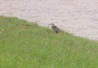 Residents along Brays Bayou hoping recent expansion prevents flooding during Hurricane Nicholas