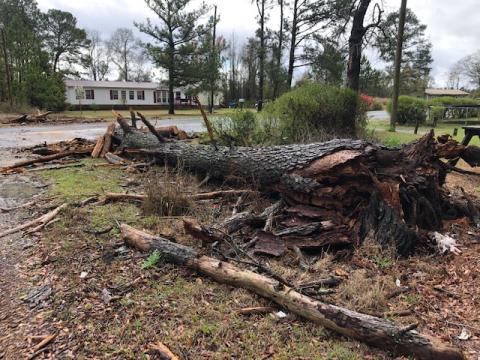 Tree down in Sampson County 