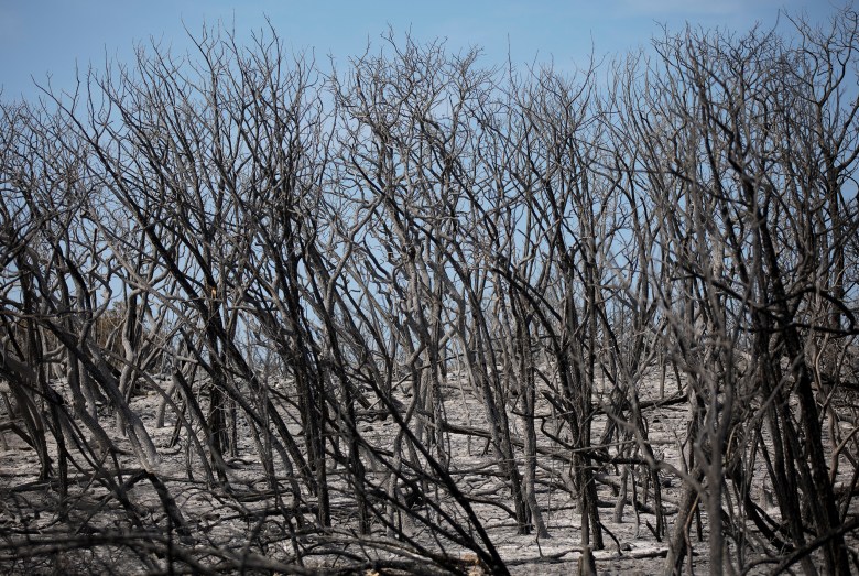 Ash covers the ground from the Das Goat fire in Medina County on Monday.