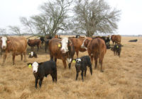 Wildfires hit Texas farmers and ranchers hard