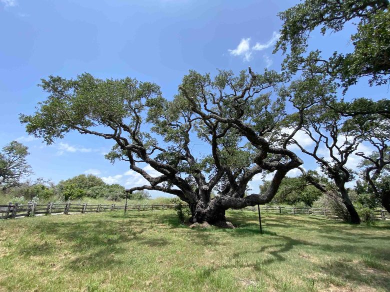 The Big Tree near Goose Island State Park is a live oak estimated to be at least 1,000 years old.