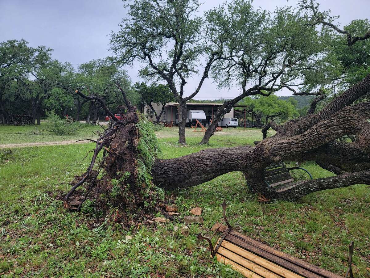 Canyon Lake woman wakes on her birthday to uprooted trees after tornado