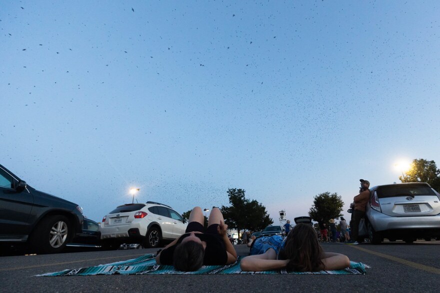  Purple Martins flying around North Austin during the Purple Martin Parties hosted by Travis Audubon on July 21, 2023. Two attendees lying down in the parking lot while watching Purple Martins fly around. 