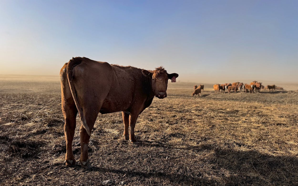 a lone cow looking wearily at the camera