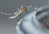 Mosquito activity on the rise due to rainfall, flooding across Texas